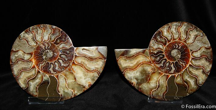 Large / Inch Slice and Polished Ammonite (Pair) #377